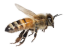 bee3