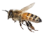 bee4