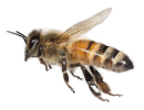 bee4